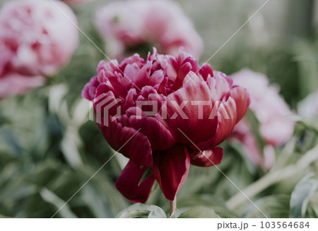 Beautiful blossoming pink and red peony flowers in the garden 103564684