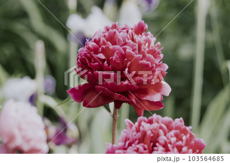 Beautiful blossoming pink and red peony flowers in the garden 103564685