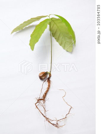 ドングリの実から芽を出した苗 103564785