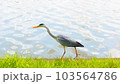 餌を狙うあおさぎ 103564786