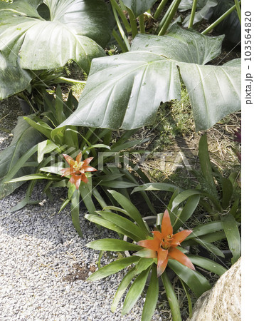 Tropical garden with amazing plants and flowers 103564820