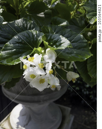 Tropical garden with amazing plants and flowers 103564821