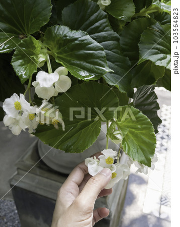 Tropical garden with amazing plants and flowers 103564823