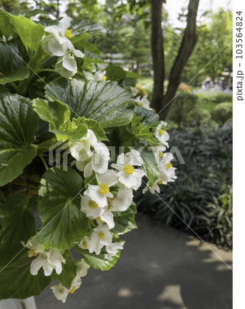 Tropical garden with amazing plants and flowers 103564824