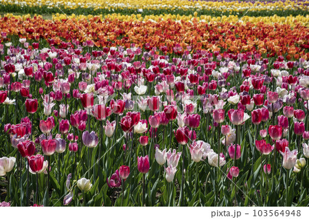 春爛漫のチューリップ畑 103564948