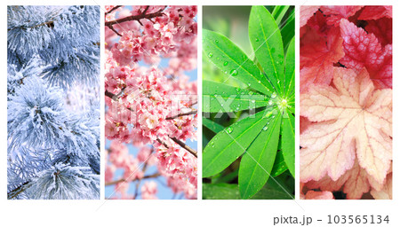 Four seasons of year. Set of vertical nature banners with winter, spring, summer and autumn scenes Four seasons of year. Set of vertical nature banners with winter, spring, summer and autumn scenes 103565134