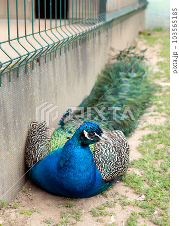 Beautiful blue peacock is lying on the ground against the wall and resting, selective focus Beautiful blue peacock is lying on the ground against the wall and resting, selective focus 103565185