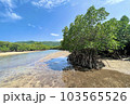 石垣島の立派な一本マングローブと美しい川の反射 103565526