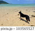 白い砂浜から石垣島の美しい海を眺める黒いシェパード犬 103565527