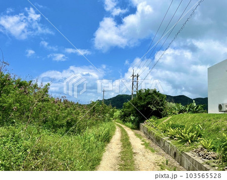 石垣島の美しい青空と自然の道 103565528