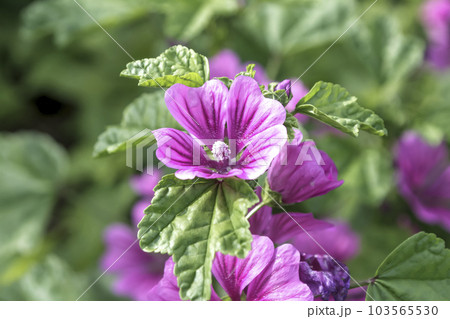 赤紫色の花を咲かせるウスベニアオイの花【アオイ科】 103565530