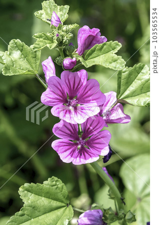 赤紫色の花を咲かせるウスベニアオイの花【アオイ科】 103565534