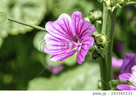 赤紫色の花を咲かせるウスベニアオイの花【アオイ科】 103565535