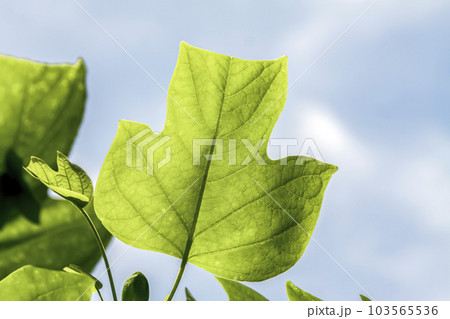 春の透過光で冴えるユリノキの葉【モクレン科】 103565536
