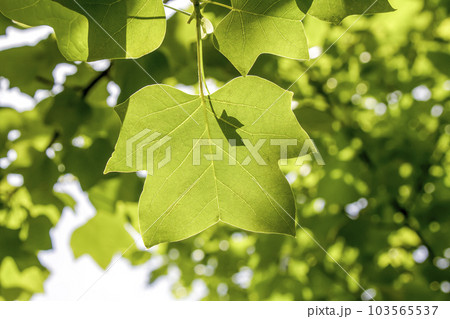 春の透過光で冴えるユリノキの葉【モクレン科】 103565537