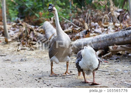 Close up body brown goose is walking in farm at thailand 103565776