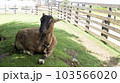 やくしまやぎ 103566020