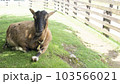 やくしまやぎ 103566021