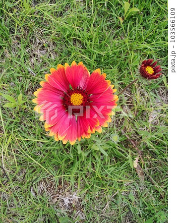 鮮やかなテンニンギク 鮮やかなテンニンギク 103566109