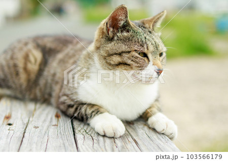 相島の猫 相島の猫 103566179