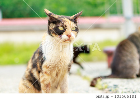 相島の猫 相島の猫 103566181
