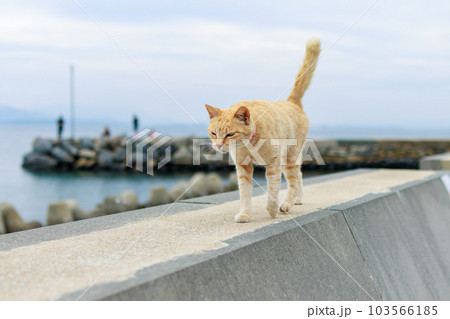 相島の猫 103566185