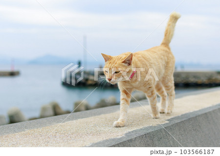 相島の猫 相島の猫 103566187