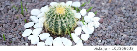 Small beautiful cactus with white stones in flower bed Small beautiful cactus with white stones in flower bed 103566638