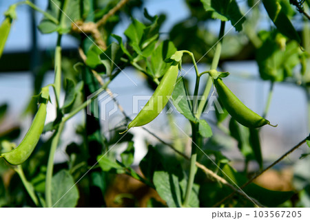 ぷりっぷりのスナップエンドウ　家庭菜園で新鮮野菜 103567205