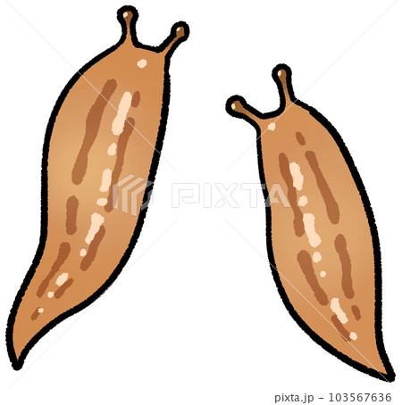 チャコウラナメクジ チャコウラナメクジ 103567636