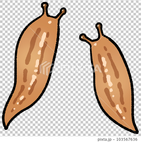 チャコウラナメクジ チャコウラナメクジ 103567636