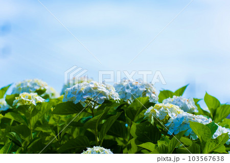 晴れの日のアジサイ 紫陽花 晴れの日のアジサイ 紫陽花 103567638