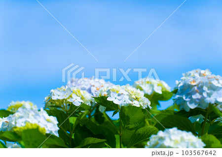 晴れの日のアジサイ　紫陽花 103567642