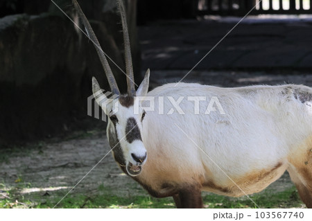 アラビアオリックス 103567740