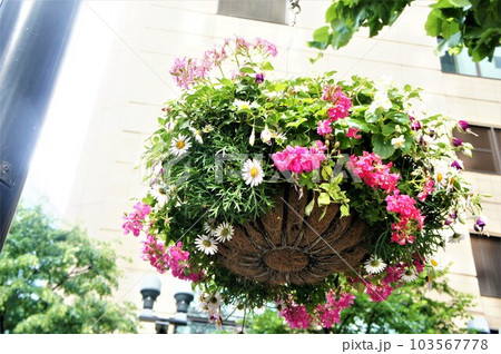 ぶら下げプランターの花 103567778