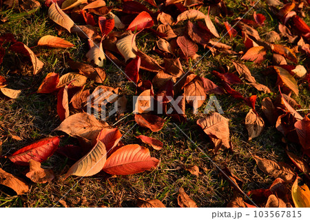 秋の落葉 103567815