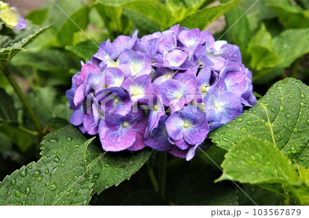 雨に濡れる紫陽花 103567879