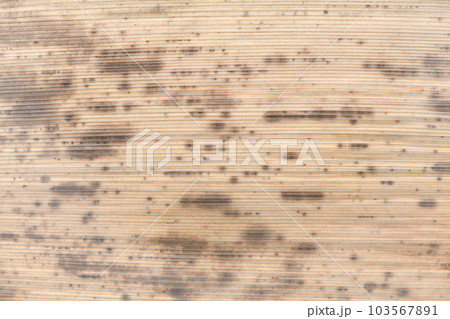 黒竹の竹皮(表面)・背景素材 黒竹の竹皮(表面)・背景素材 103567891