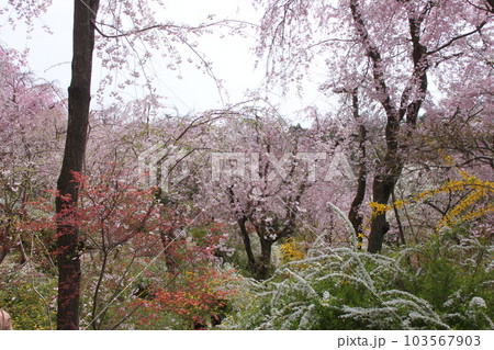 京都市北区原谷苑の桜風景 103567903
