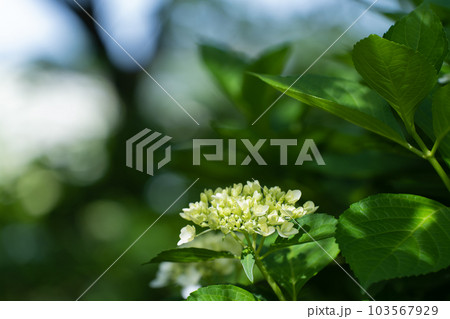 日の差し込みとアジサイ 紫陽花 日の差し込みとアジサイ 紫陽花 103567929