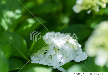 日の差し込みとアジサイ 紫陽花 日の差し込みとアジサイ 紫陽花 103567930