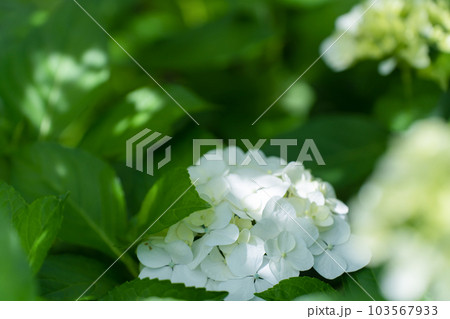 日の差し込みとアジサイ 紫陽花 日の差し込みとアジサイ 紫陽花 103567933