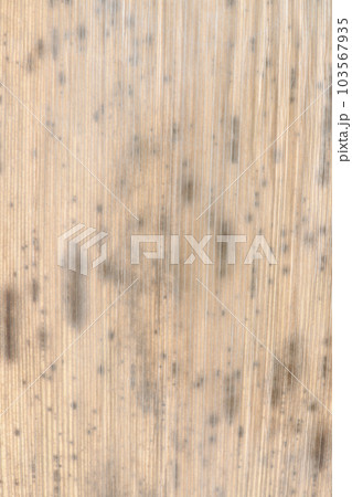 黒竹の竹皮（裏面）・背景素材 103567935