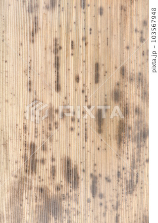 黒竹の竹皮（表面）・背景素材 103567948