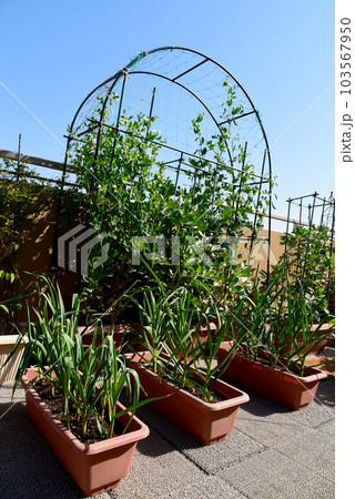 冬から育てた野菜 ルーフバルコニーで家庭菜園 ニンニク サヤエンドウ 冬から育てた野菜 ルーフバルコニーで家庭菜園 ニンニク サヤエンドウ 103567950