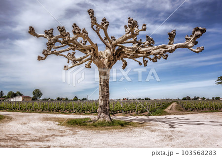 Landscape Pomerol Saint Emilion vineyards in Bordeaux region in France 103568283
