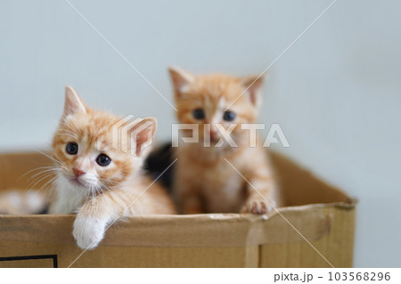 段ボール箱の茶白と茶トラの子猫たち 103568296