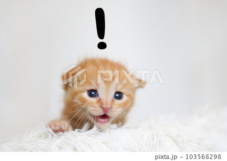 ビックリマークを出して驚く茶トラ子猫 103568298
