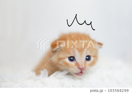 ハッとする茶トラ子猫 103568299