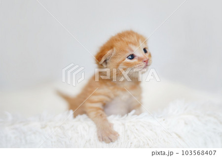 白背景の離乳期の茶トラ子猫 103568407